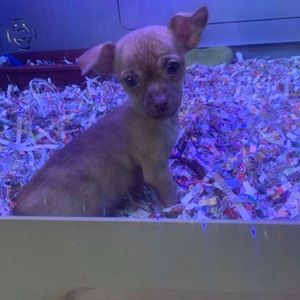 Meet your Posher, Anastacia